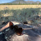 Tamera Tortoise Shell and Gold Sunglasses